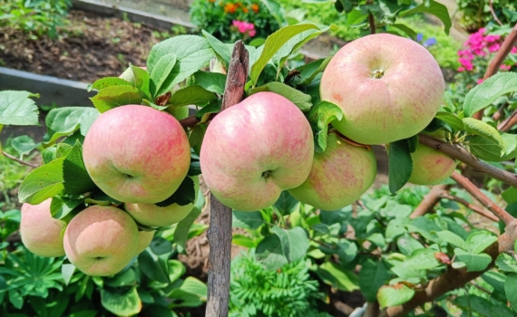 Спасаем кору яблонь и груш: простой и надежный способ уберечь деревья зимой от голодных зайцев