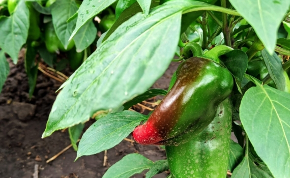 Не только картошка и огурцы: семь необычных овощей, которые можно сажать на даче — на зависть соседям Не только картошка и огурцы: семь необычных овощей, которые можно сажать на даче — на зависть соседям