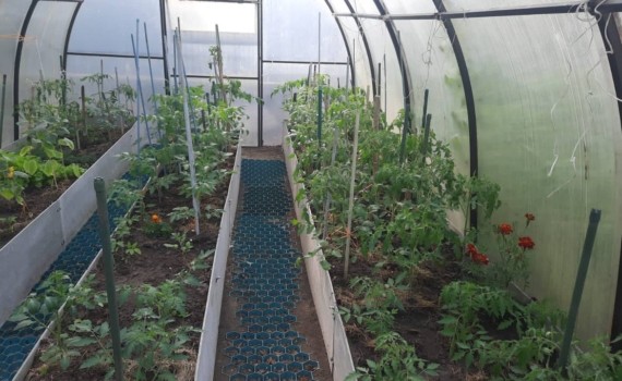 Посадил на рассаду позже обычного — и не пожалел: личный опыт огородника, собравшего шикарные томаты Посадил на рассаду позже обычного — и не пожалел: личный опыт огородника, собравшего шикарные томаты