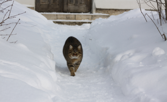 Что можно по Луне, нельзя по Ерёме — 26 января 2026: время — стричься, не стоит солить капусту Что можно по Луне, нельзя по Ерёме — 26 января 2026: время — стричься, не стоит солить капусту