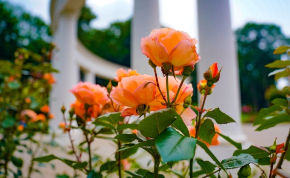 Посадил и забыл: ни пятен, ни тли, ни укрытия — 5 сортов роз Кордеса пахнут ванилью и не болеют Посадил и забыл: ни пятен, ни тли, ни укрытия — 5 сортов роз Кордеса пахнут ванилью и не болеют