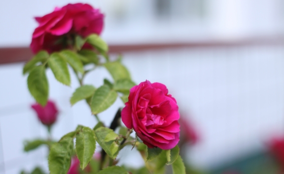 Секрет миллиона роз: 5 апрельских дел, без которых они не зацветут — решается судьба вашего розария Секрет миллиона роз: 5 апрельских дел, без которых они не зацветут — решается судьба вашего розария