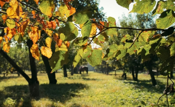 Как посадить молодые фруктовые деревья, чтобы не жалеть, а получить урожай: правила и ошибки Как посадить молодые фруктовые деревья, чтобы не жалеть, а получить урожай: правила и ошибки